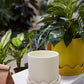 Pissaro Pot with Saucer Set of 4 By Accent Decor | Planters, Troughs & Cachepots | Modishstore - 6