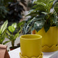 Pissaro Pot with Saucer Set of 4 By Accent Decor | Planters, Troughs & Cachepots | Modishstore - 10