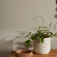 Briar Pot Set of 4 By Accent Decor | Planters, Troughs & Cachepots | Modishstore - 9