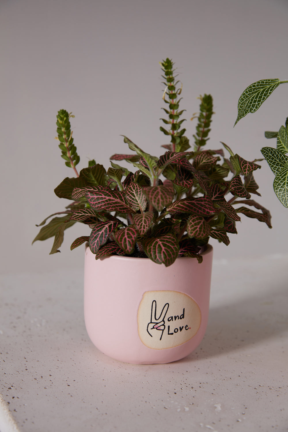 Peace and Love Pot Set of 8 By Accent Decor | Planters, Troughs & Cachepots | Modishstore - 8