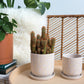Sundae Pot Set of 4 By Accent Decor | Planters, Troughs & Cachepots | Modishstore - 10