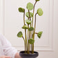 Nightingale Compote Set of 8 By Accent Decor | Planters, Troughs & Cachepots | Modishstore - 9