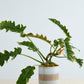 Tremaine Pot Set of 8 By Accent Decor | Planters, Troughs & Cachepots | Modishstore - 7