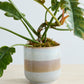 Tremaine Pot Set of 8 By Accent Decor | Planters, Troughs & Cachepots | Modishstore - 6