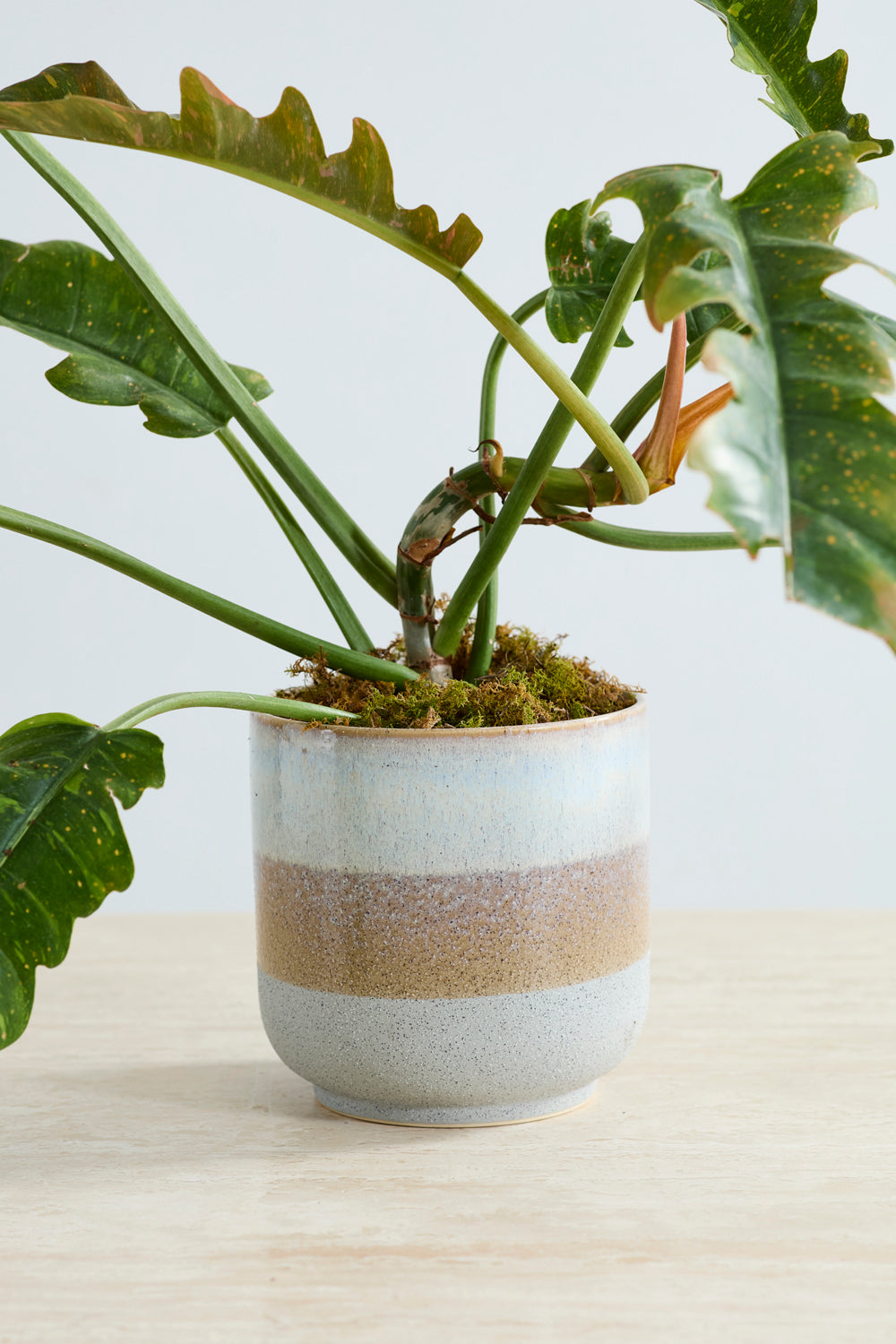 Tremaine Pot Set of 8 By Accent Decor | Planters, Troughs & Cachepots | Modishstore - 6