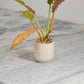 Indo Pot Set of 4 By Accent Decor | Planters, Troughs & Cachepots | Modishstore - 6