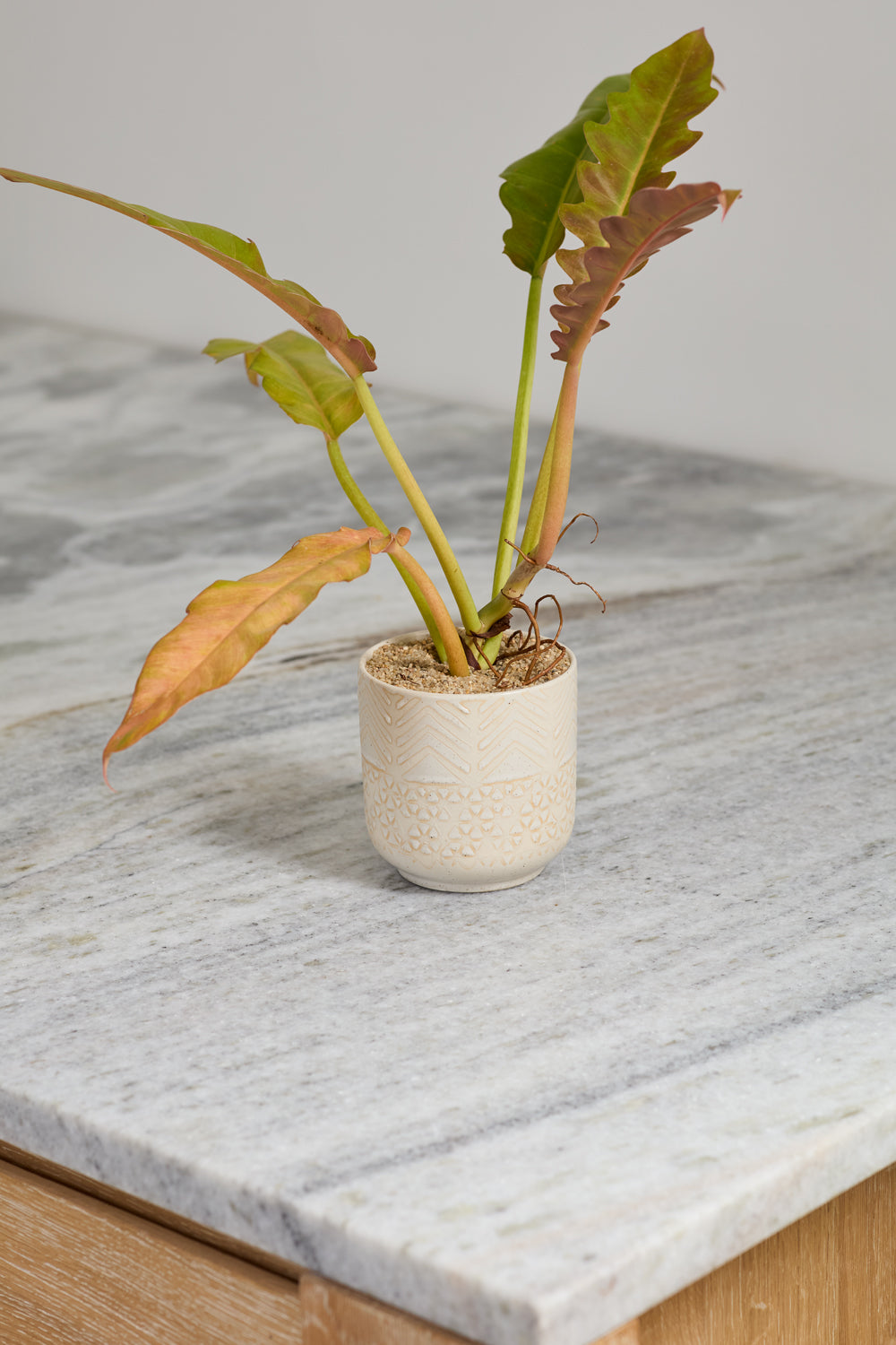 Indo Pot Set of 4 By Accent Decor | Planters, Troughs & Cachepots | Modishstore - 6