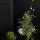 Simply Collection Set of 8 By Accent Decor | Vases | Modishstore - 6