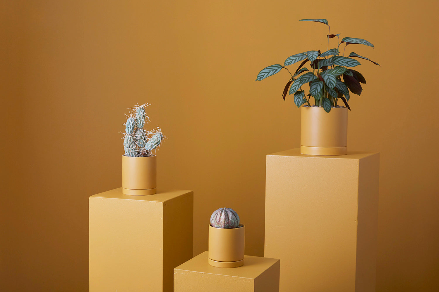 Ochre Romey Pot By Accent Decor | Planters, Troughs & Cachepots | Modishstore - 12