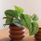 Motley Pot Set of 8 By Accent Decor | Planters, Troughs & Cachepots | Modishstore - 10