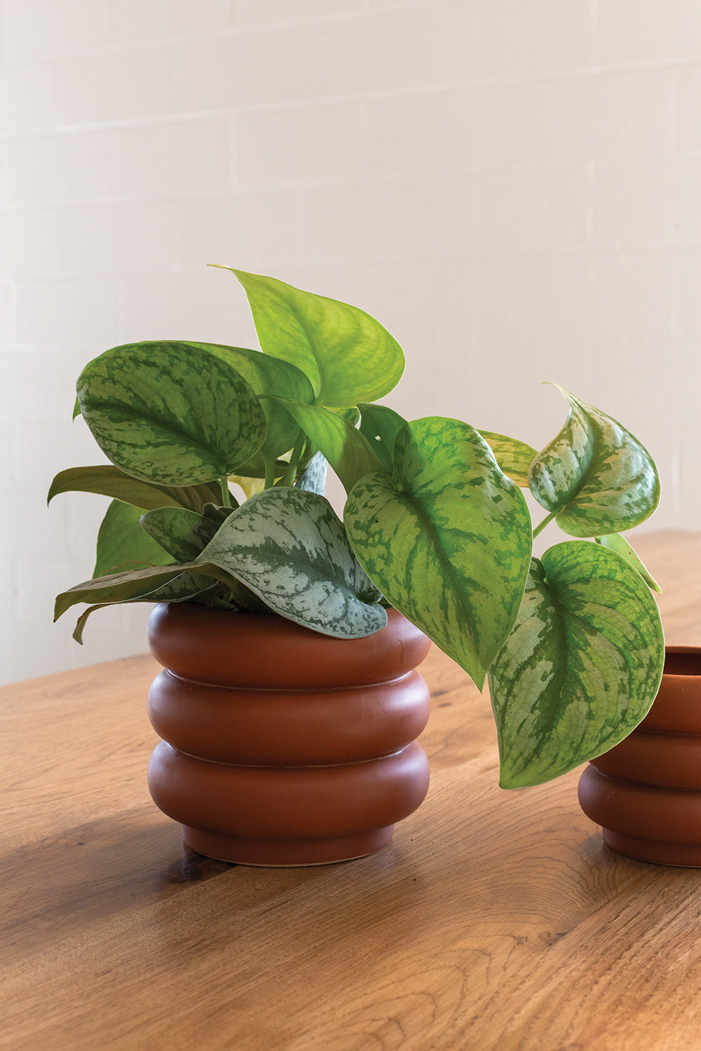 Motley Pot Set of 8 By Accent Decor | Planters, Troughs & Cachepots | Modishstore - 10