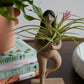 Adira Figurine Set of 4 By Accent Decor | Figurines | Modishstore - 5
