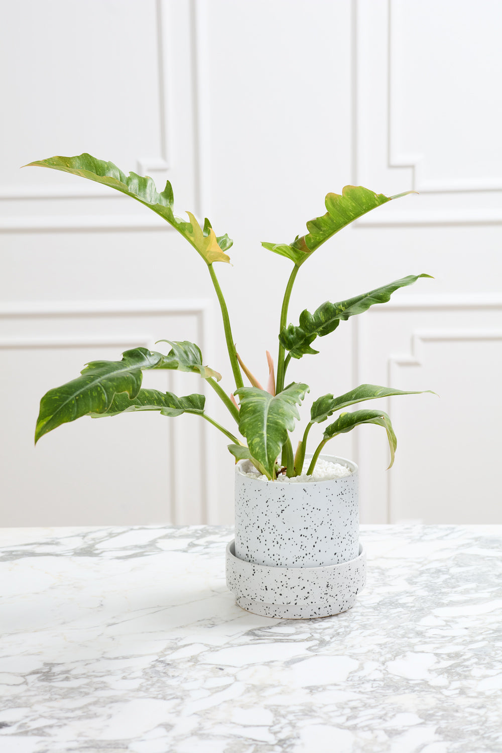 Claxton Pot with Saucer By Accent Decor | Stands | Modishstore - 17