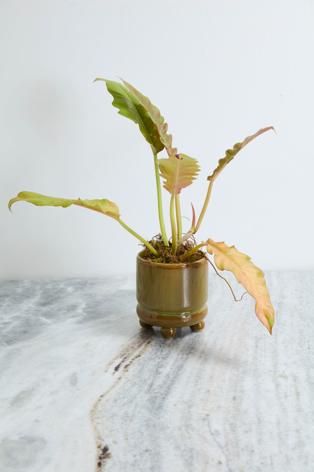 Ferris Footed Pot Set of 8 By Accent Decor | Wall Decor | Modishstore - 11