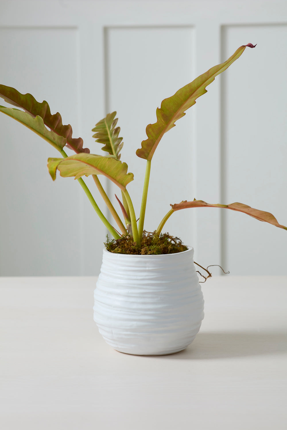 Larkin Pot Set of 8 By Accent Decor | Wall Decor | Modishstore - 9