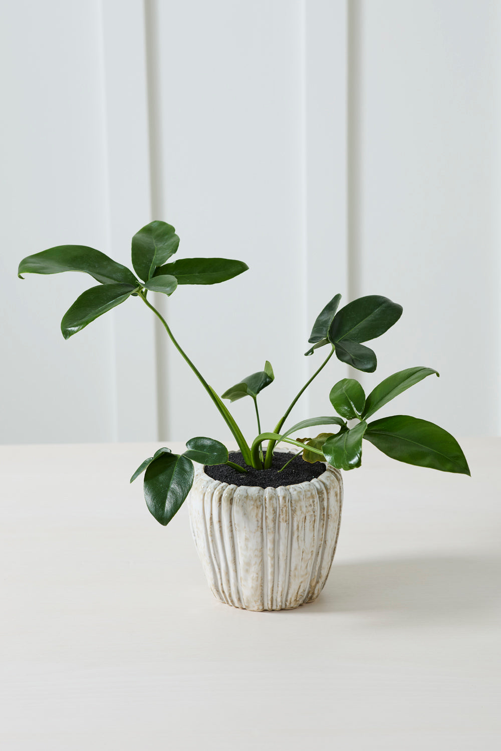 Cedric Pot Set of 8 By Accent Decor | Wall Decor | Modishstore - 10