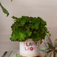 Plant Luv Collection Set of 4 By Accent Decor | Planters, Troughs & Cachepots | Modishstore - 5
