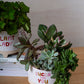 Plant Luv Collection Set of 4 By Accent Decor | Planters, Troughs & Cachepots | Modishstore - 7