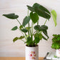 Plant Luv Collection Set of 4 By Accent Decor | Planters, Troughs & Cachepots | Modishstore - 9