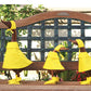 Rain Ducks By Garden Age Supply