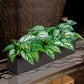 Linear Planter, Black Satin, 18"L By Gold Leaf | Planters, Troughs & Cachepots | Modishstore - 4