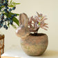 Rustic Terracotta Rabbit Planter By Kalalou