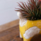 Ceramic Yellow And White Cat Planter (Min 2) By Kalalou | Planters, Troughs & Cachepots | Modishstore - 3