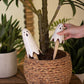 Ceramic Ghost Plant Sticks (Min 2) Set Of 2 By Kalalou | Ornaments | Modishstore - 3