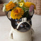 Ceramic French Bulldog Planter (Min 2) By Kalalou