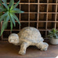 Faux Concrete - Turtle By Kalalou | Garden Sculptures & Statues | Modishstore