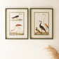 Set Of Two Birds Prints Under Glass By Kalalou