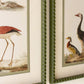 Set Of Two Birds Prints Under Glass By Kalalou