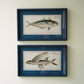 Set Of Two Navy Framed Fish Prints Under Glass By Kalalou
