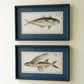 Set Of Two Navy Framed Fish Prints Under Glass By Kalalou