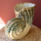 Ceramic Nautilis Shell Vase By Kalalou | Vases | Modishstore - 2