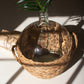 Water Hyacinth Wrapped Glass Wine Damigiana By Kalalou