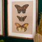 Framed Butterfly Prints Under Glass Set Of 2 By Kalalou | Wall Painting | Modishstore - 4