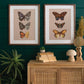 Framed Butterfly Prints Under Glass Set Of 2 By Kalalou | Wall Painting | Modishstore - 3