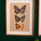 Framed Butterfly Prints Under Glass Set Of 2 By Kalalou | Wall Painting | Modishstore - 2