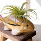 Set Of Two Ceramic Fish Vases By Kalalou