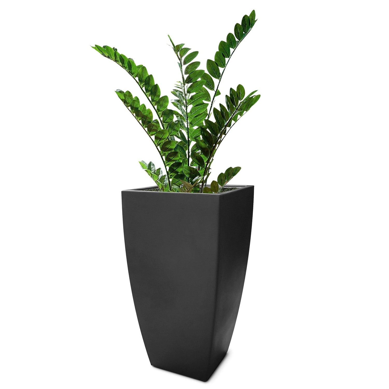 ZZ Plant in Cascade Planter, Black Satin By Gold Leaf | Planters, Troughs & Cachepots | Modishstore - 1
