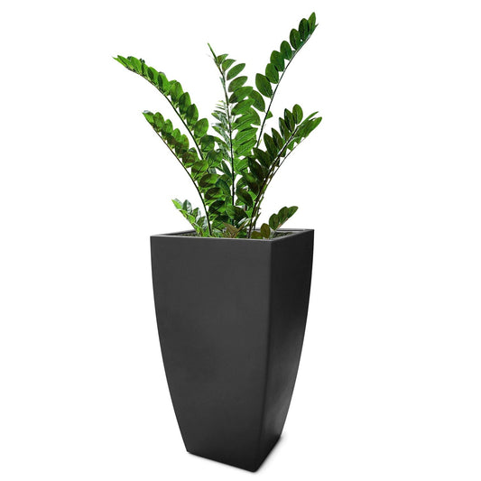 ZZ Plant in Cascade Planter, Black Satin By Gold Leaf | Planters, Troughs & Cachepots | Modishstore - 1