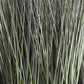 Grass: Cortada Grass in Barrel Planter SM, Black Satin By Gold Leaf | Planters, Troughs & Cachepots | Modishstore - 2