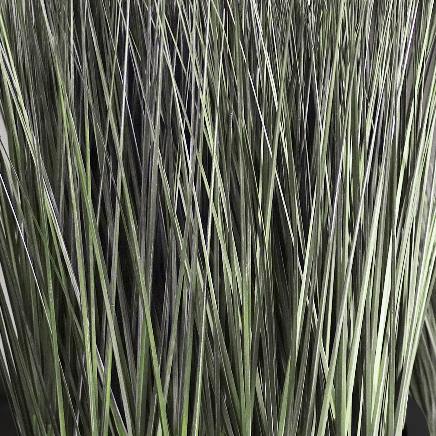 Grass: Cortada Grass in Barrel Planter SM, Black Satin By Gold Leaf | Planters, Troughs & Cachepots | Modishstore - 2