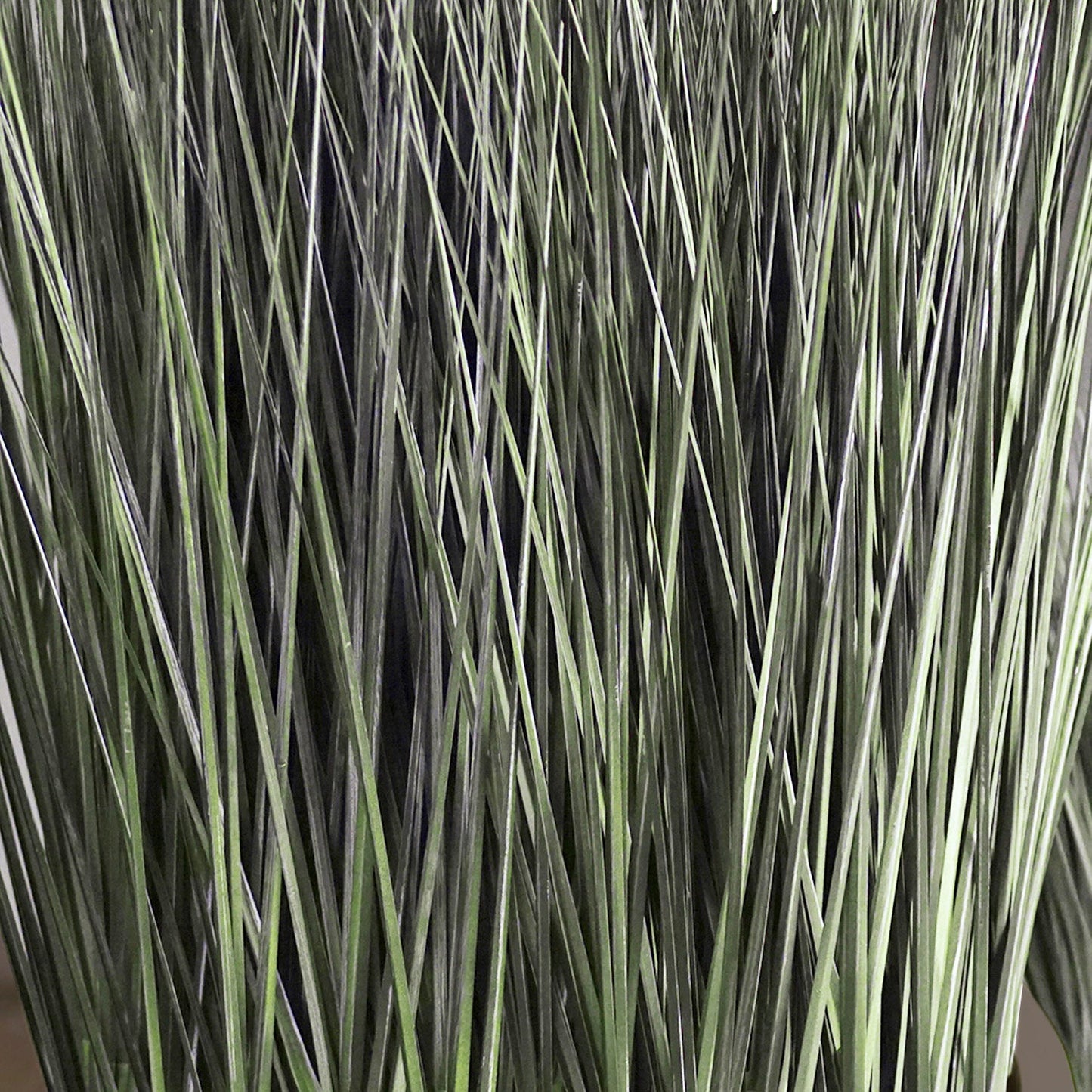 Grass: Cortada Grass in Barrel Planter MD, Brown DK Satin By Gold Leaf | Planters, Troughs & Cachepots | Modishstore - 2