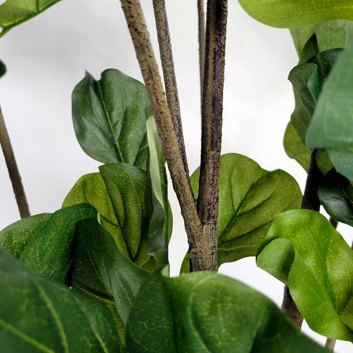 Fiddle Leaf Tree in Harmony Planter MD By Gold Leaf | Planters, Troughs & Cachepots | Modishstore - 4