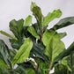 Fiddle Leaf Tree in Harmony Planter MD By Gold Leaf | Planters, Troughs & Cachepots | Modishstore - 3
