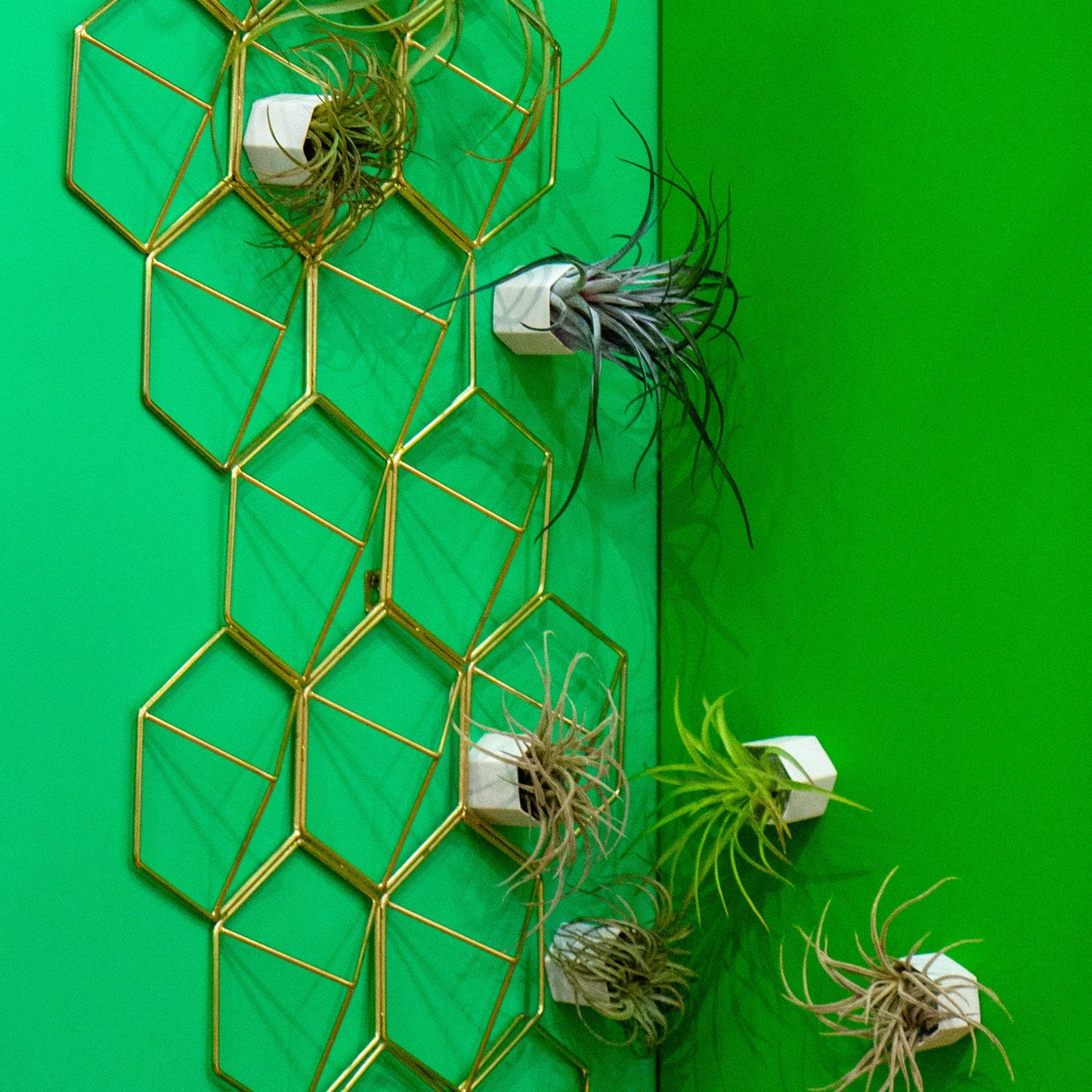 Green Wall Satellite, Wall Play™ Beehive Off-White w/ Air Plants, Set of 10 By Gold Leaf | Wall Art | Modishstore - 3