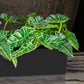 Alocasia in Painted Iron Table Planter By Gold Leaf | Planters, Troughs & Cachepots | Modishstore - 4