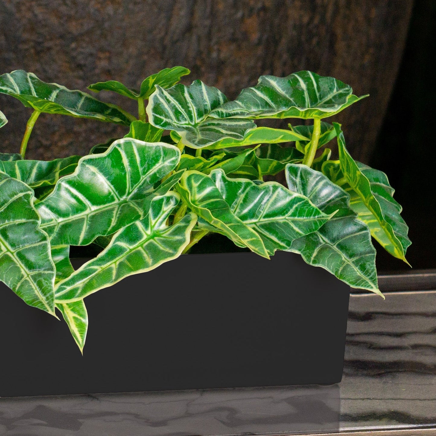 Alocasia in Painted Iron Table Planter By Gold Leaf | Planters, Troughs & Cachepots | Modishstore - 4
